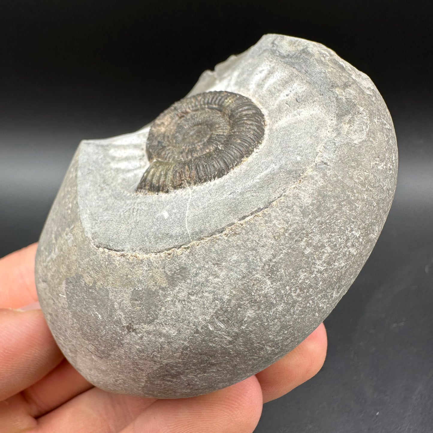 Dactylioceras Ammonite Fossil With Box And Stand - Whitby, North Yorkshire Jurassic Coast Yorkshire Fossils