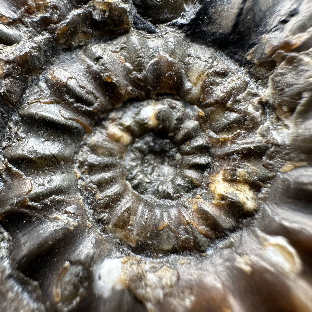 Androgynoceras maculatum ammonite fossil with box and stand - Whitby, North Yorkshire Jurassic Coast Yorkshire Fossils