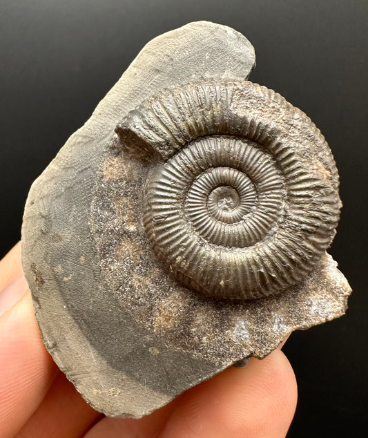 Dactylioceras Ammonite Fossil Gift Set - Whitby, North Yorkshire Jurassic Coast Yorkshire Fossils