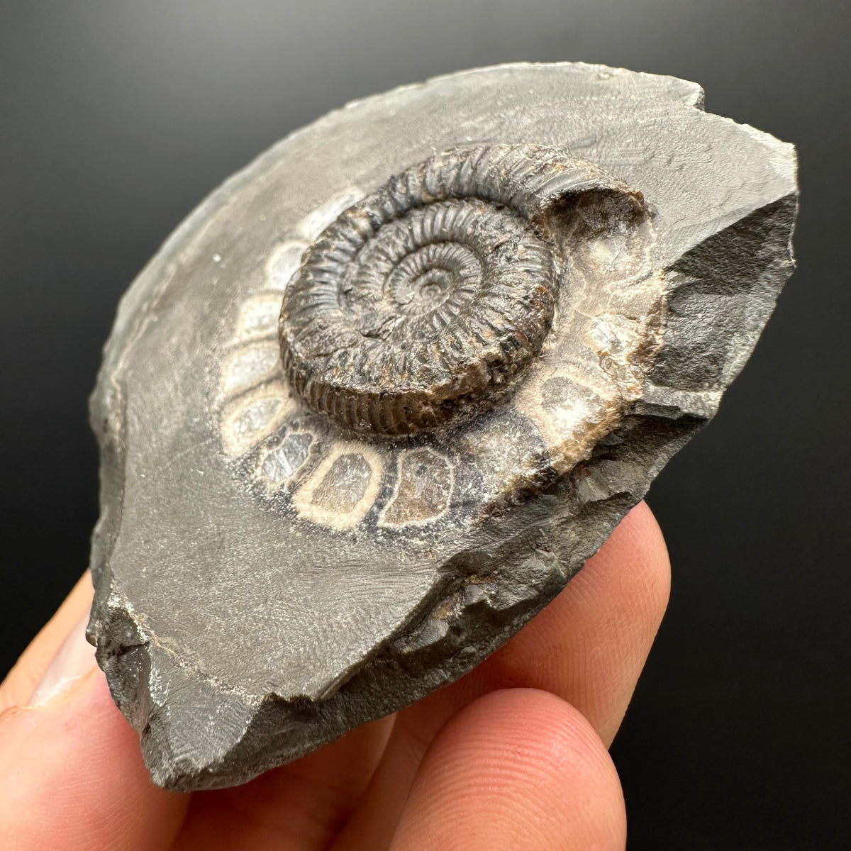 Dactylioceras Ammonite Fossil With box and Stand - Whitby, North Yorkshire Jurassic Coast Yorkshire Fossils