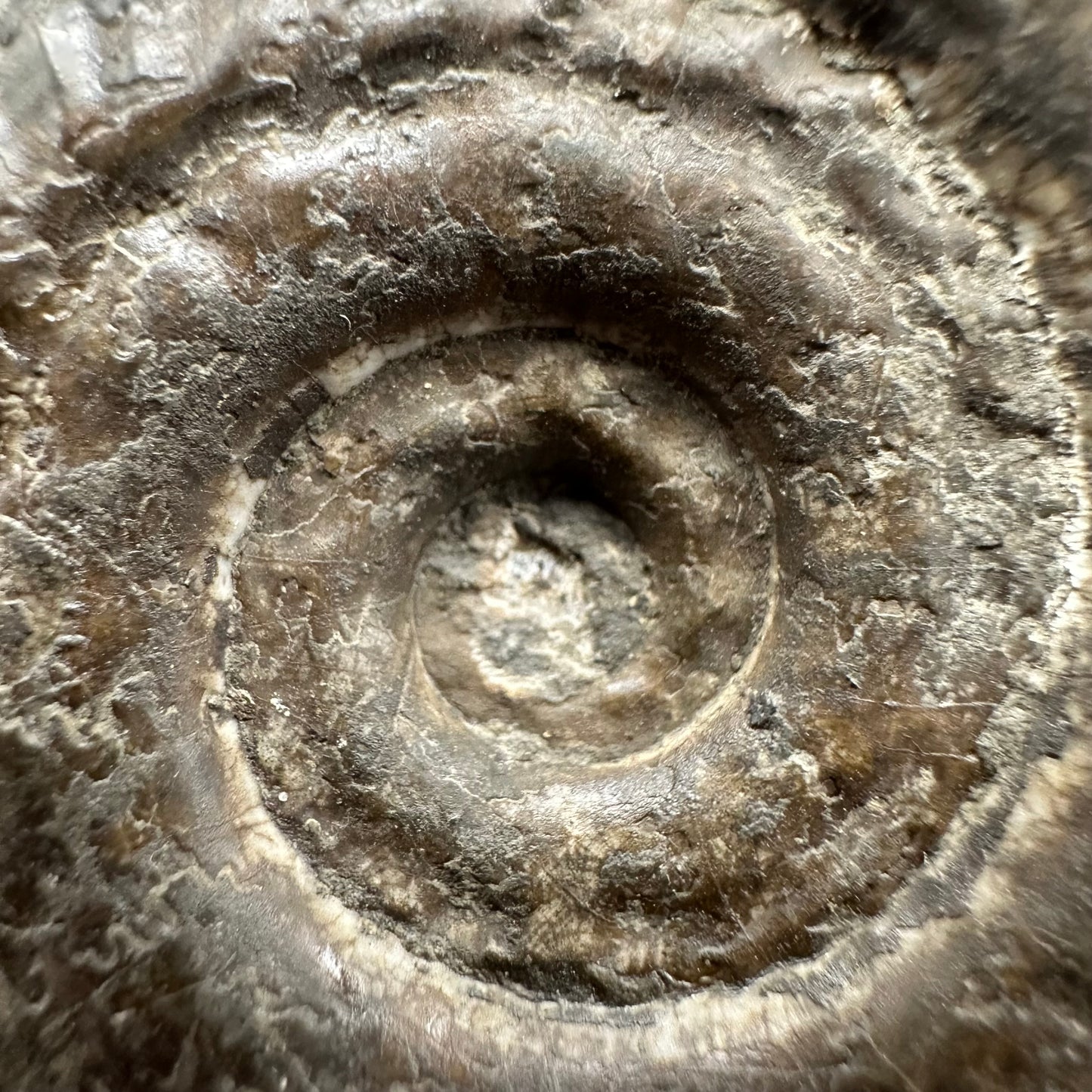 Hildoceras Bifrons Ammonite fossil with box and stand - Whitby, North Yorkshire Jurassic Coast, Yorkshire Fossils from the Jurassic Coast