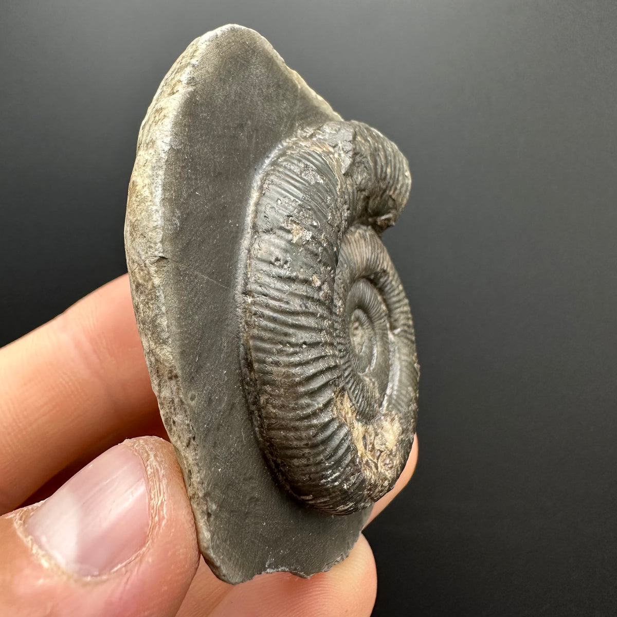 Dactylioceras Ammonite Fossil With box and Stand - Whitby, North Yorkshire Jurassic Coast Yorkshire Fossils