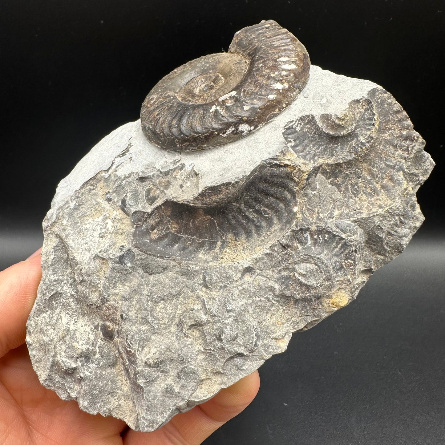 Grammoceras thoaurense Ammonite shell fossil with box and stand - Whitby, North Yorkshire, Yorkshire Fossils from the Jurassic Coast