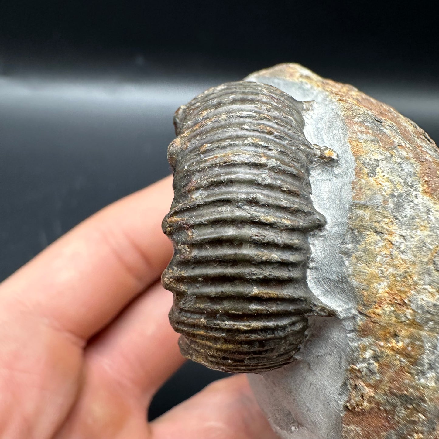 Peronoceras Sp. Ammonite fossil with box and stand - Whitby, North Yorkshire Jurassic Coast Yorkshire Fossils