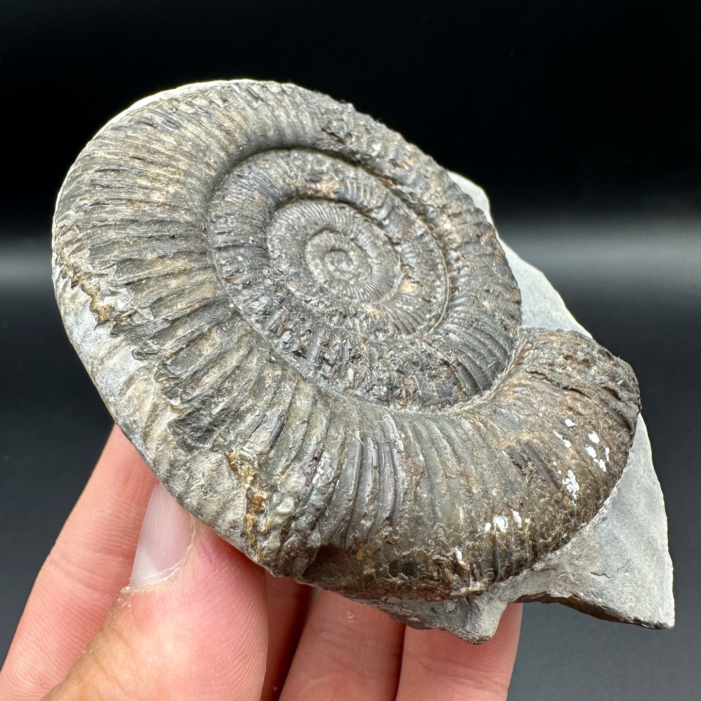 Dactylioceras Ammonite Fossil With Box And Stand - Whitby, North Yorkshire Jurassic Coast Yorkshire Fossils