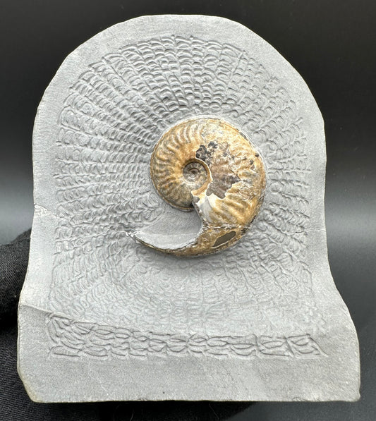 Eleganticeras Elegantulum ammonite with box and stand - Whitby, North Yorkshire Jurassic Coast, Yorkshire Fossils