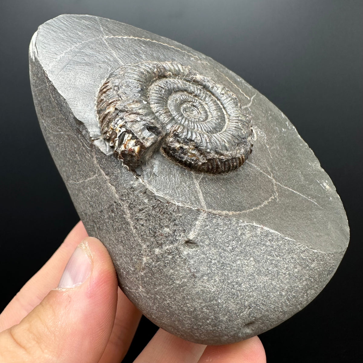 Dactylioceras Ammonite Fossil With box and Stand - Whitby, North Yorkshire Jurassic Coast Yorkshire Fossils