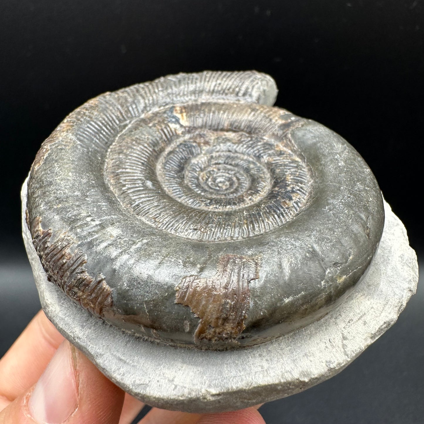 Dactylioceras tenuicostatum Ammonite fossil with box and stand - Whitby, North Yorkshire Jurassic Coast