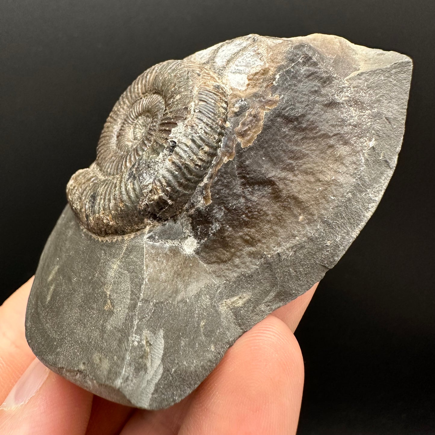 Dactylioceras Ammonite Fossil Gift Set - Whitby, North Yorkshire Jurassic Coast Yorkshire Fossils