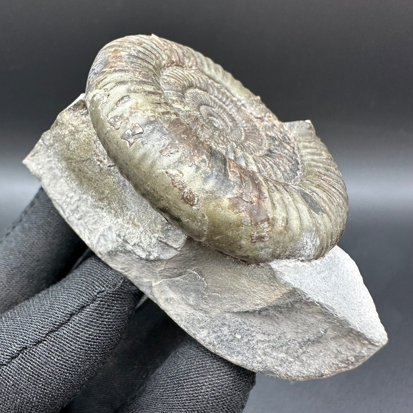 Dactylioceras Ammonite Fossil With Box And Stand - Whitby, North Yorkshire Jurassic Coast Yorkshire Fossils