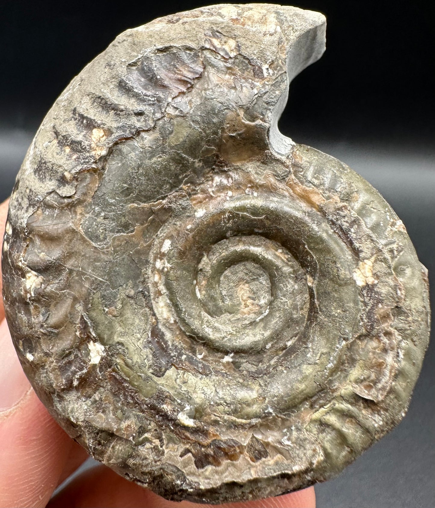 Hildoceras Bifrons Ammonite fossil with box and stand - Whitby, North Yorkshire Jurassic Coast, Yorkshire Fossils from the Jurassic Coast