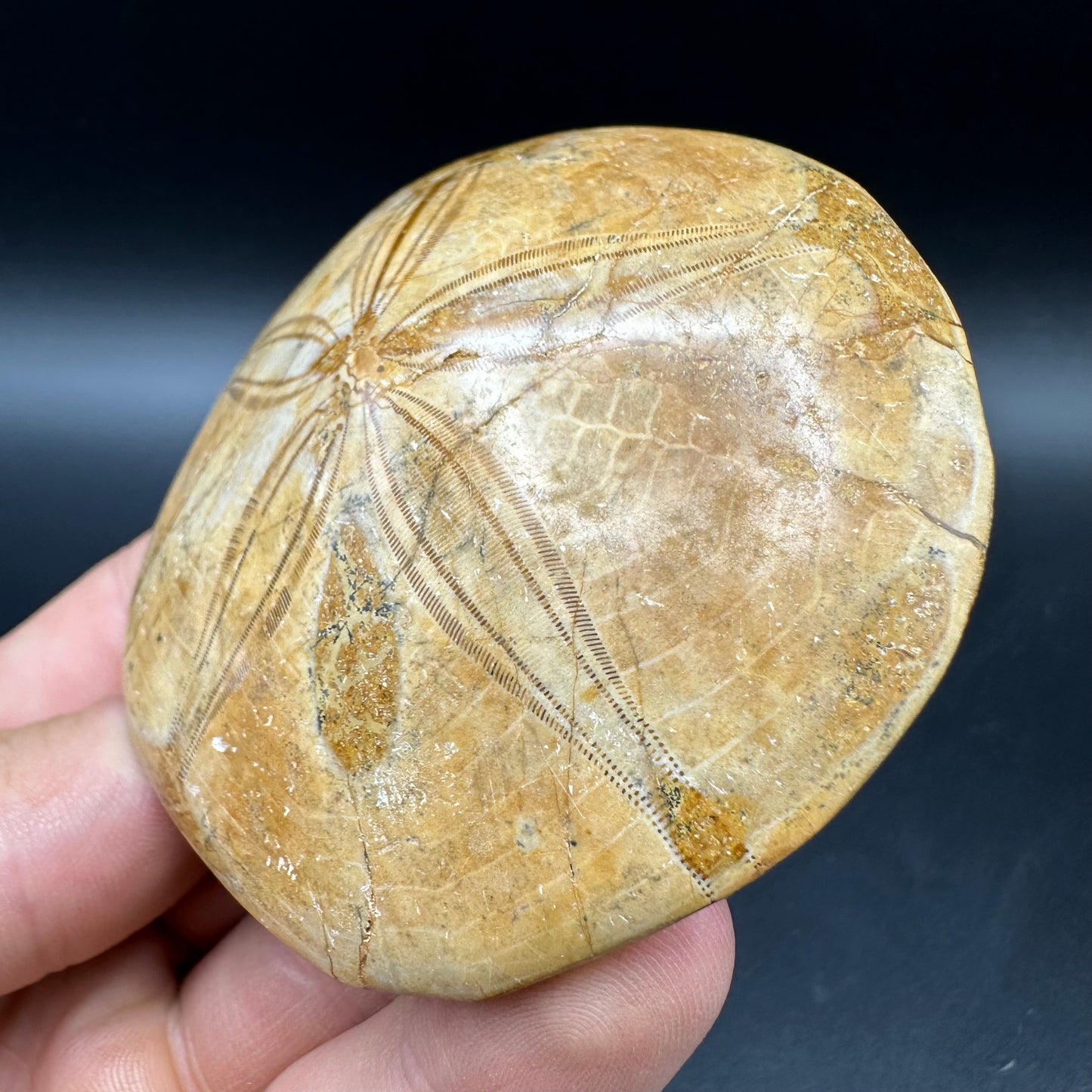 Holectypus Sea Urchin Fossil With Box And Stand - Middle Jurassic Madagascar