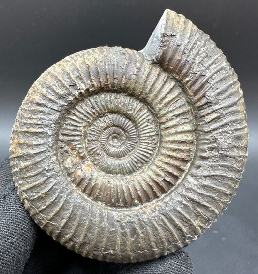 Dactylioceras Ammonite Fossil With Box And Stand - Whitby, North Yorkshire Jurassic Coast Yorkshire Fossils