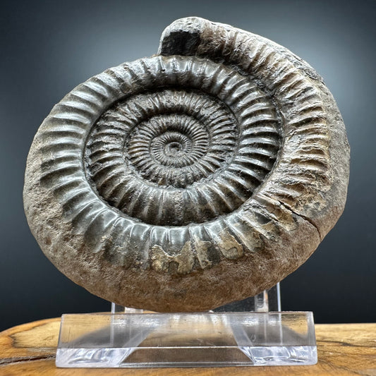 Dactylioceras Ammonite Fossil With box and Stand - Whitby, North Yorkshire Jurassic Coast Yorkshire Fossils