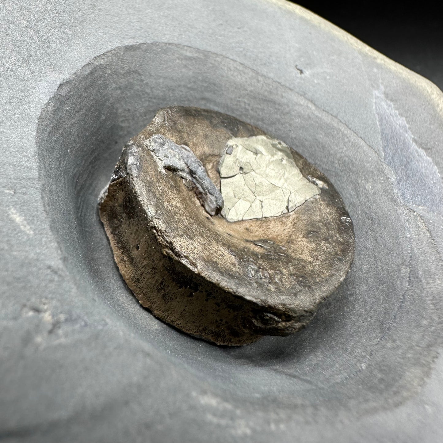 Golden Egg (IMPLANT) Ichthyosaur Vertebra fossil with stand - Whitby, North Yorkshire Jurassic Coast