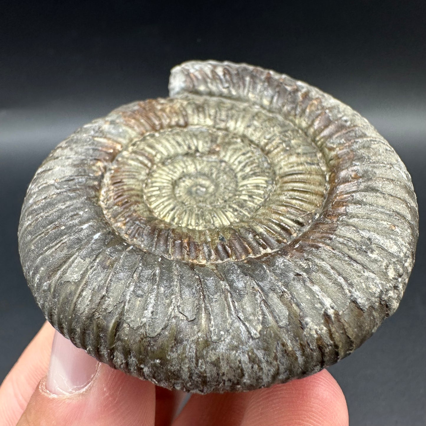 Golden Dactylioceras Ammonite Fossil With Box And Stand - Whitby, North Yorkshire Jurassic Coast Yorkshire Fossils