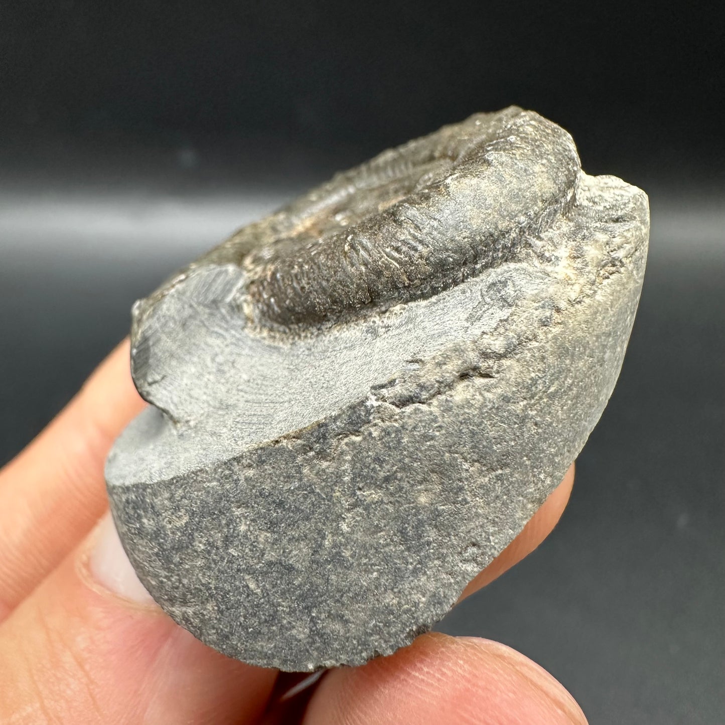 Peronoceras turriculatum Ammonite fossil with box and stand - Whitby, North Yorkshire Jurassic Coast, Yorkshire fossils