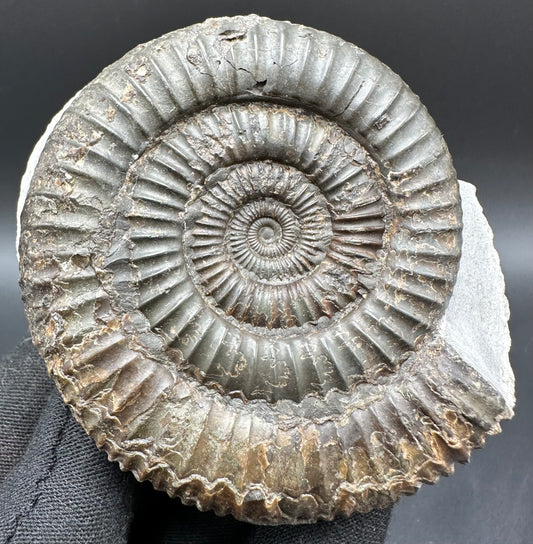 Dactylioceras Ammonite Fossil With Box And Stand - Whitby, North Yorkshire Jurassic Coast Yorkshire Fossils
