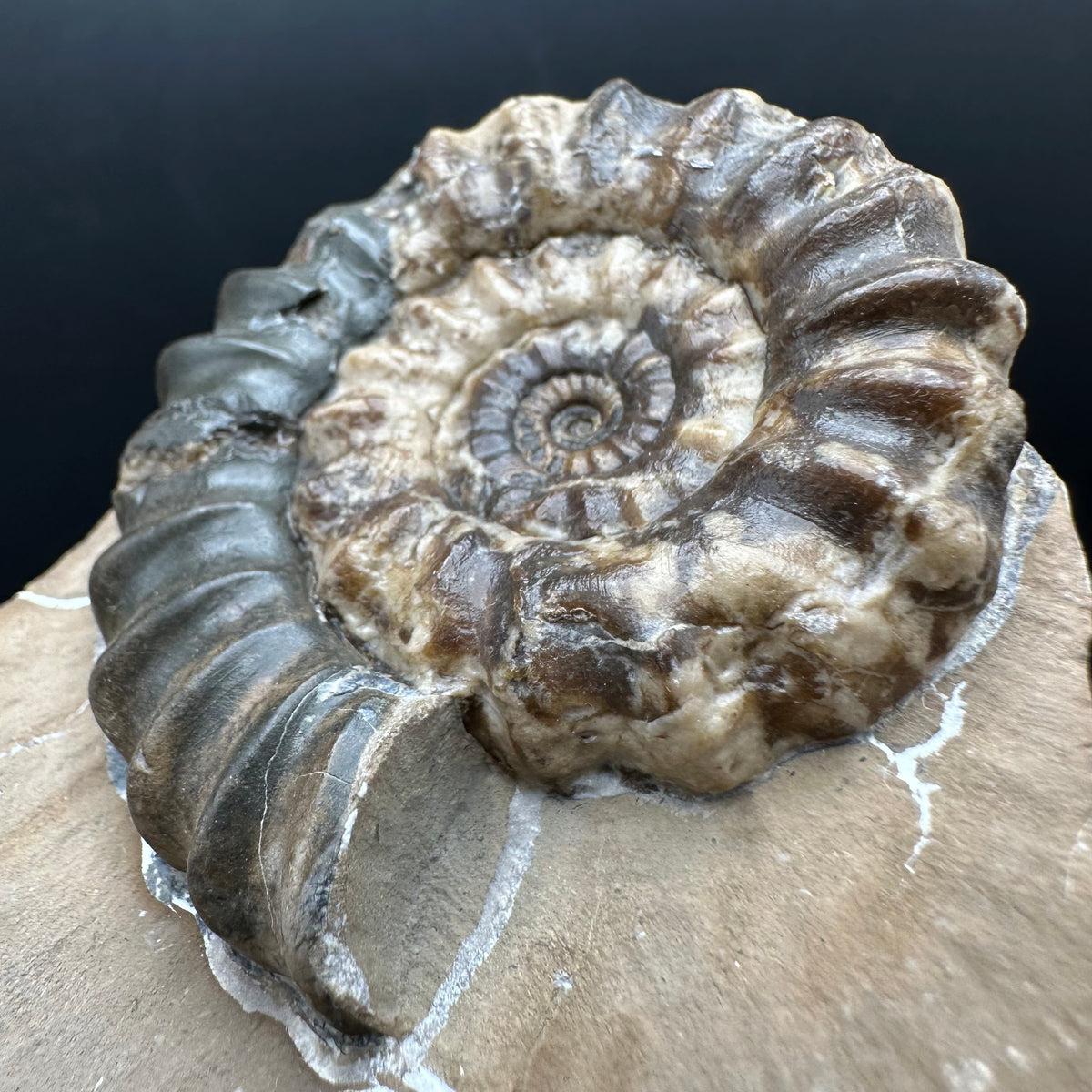 Androgynoceras maculatum ammonite fossil with stand - Whitby, North Yorkshire Jurassic Coast Yorkshire Fossils