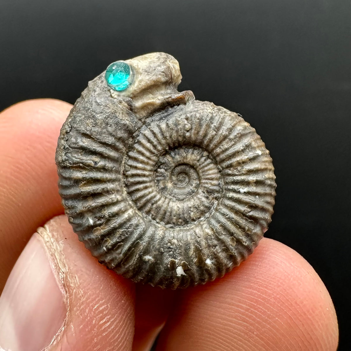 Snakestone Ammonite Fossil With Bag/Box And Stand - Whitby, North Yorkshire Jurassic Coast Yorkshire Fossils