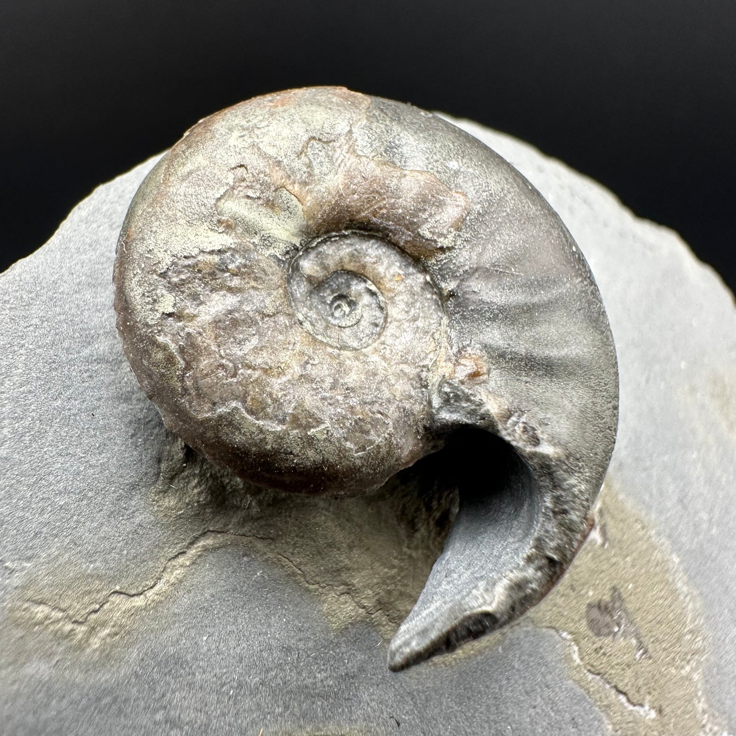 Agassiceras sp. ammonite fossil with box and stand - Whitby, North Yorkshire Jurassic Coast Yorkshire Fossils