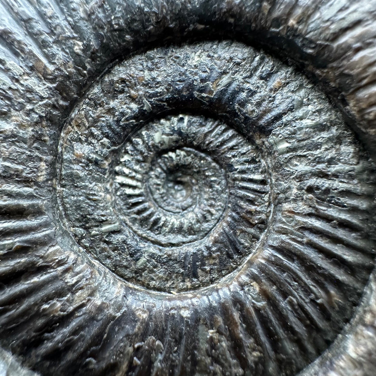 Dactylioceras semicelatum Ammonite fossil with stand - Whitby, North Yorkshire Jurassic Coast Yorkshire Fossils