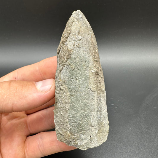 Belemnite (Fossil Squid) shell fossil with box and stand - Whitby, North Yorkshire Jurassic Coast Yorkshire Fossils