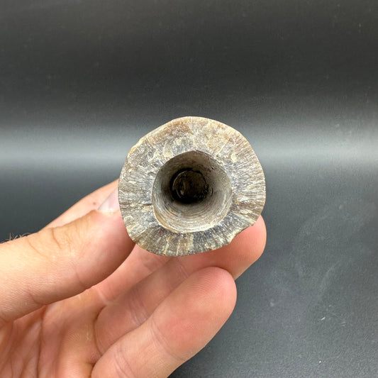 Belemnite (Fossil Squid) shell fossil with box and stand - Whitby, North Yorkshire Jurassic Coast Yorkshire Fossils