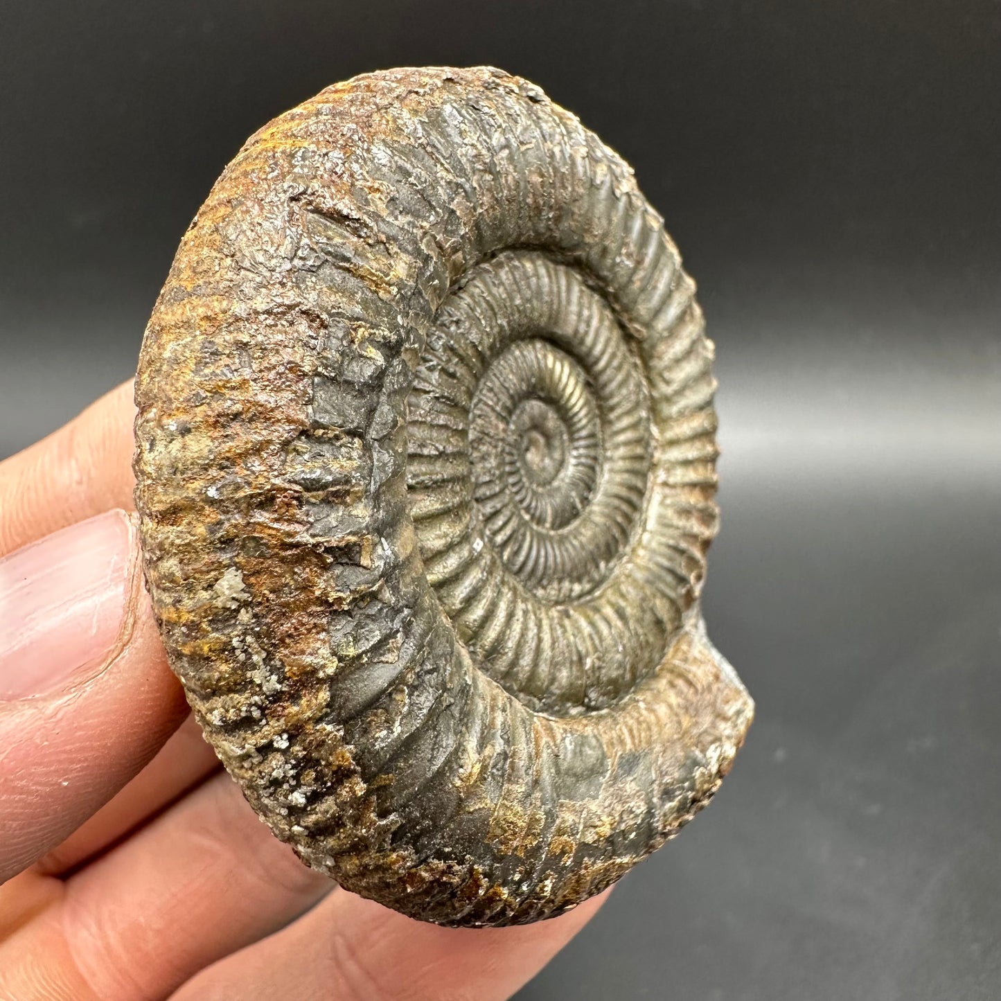 Dactylioceras Ammonite Fossil With box and Stand - Whitby, North Yorkshire Jurassic Coast Yorkshire Fossils