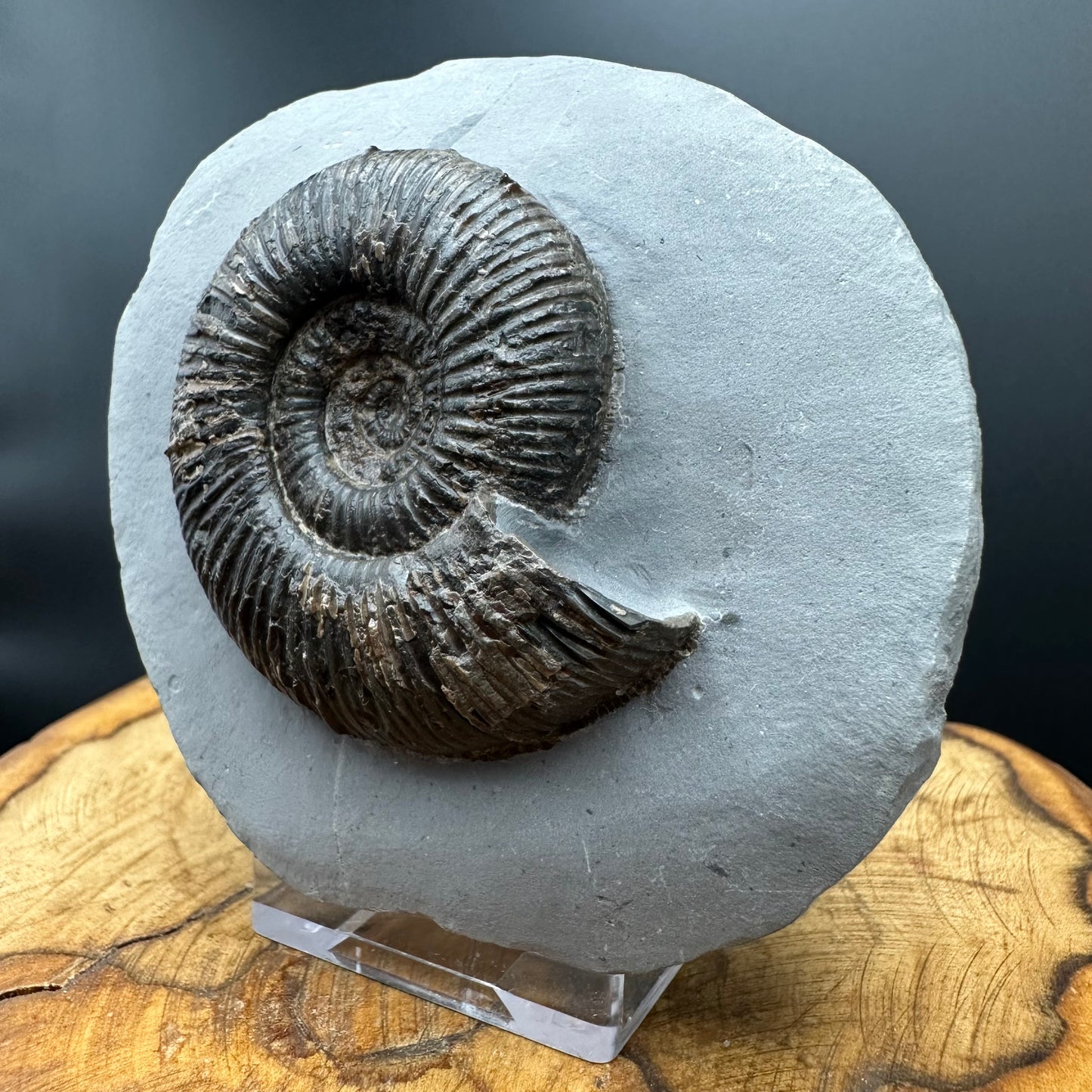 Dactylioceras semicelatum Ammonite fossil with stand - Whitby, North Yorkshire Jurassic Coast Yorkshire Fossils