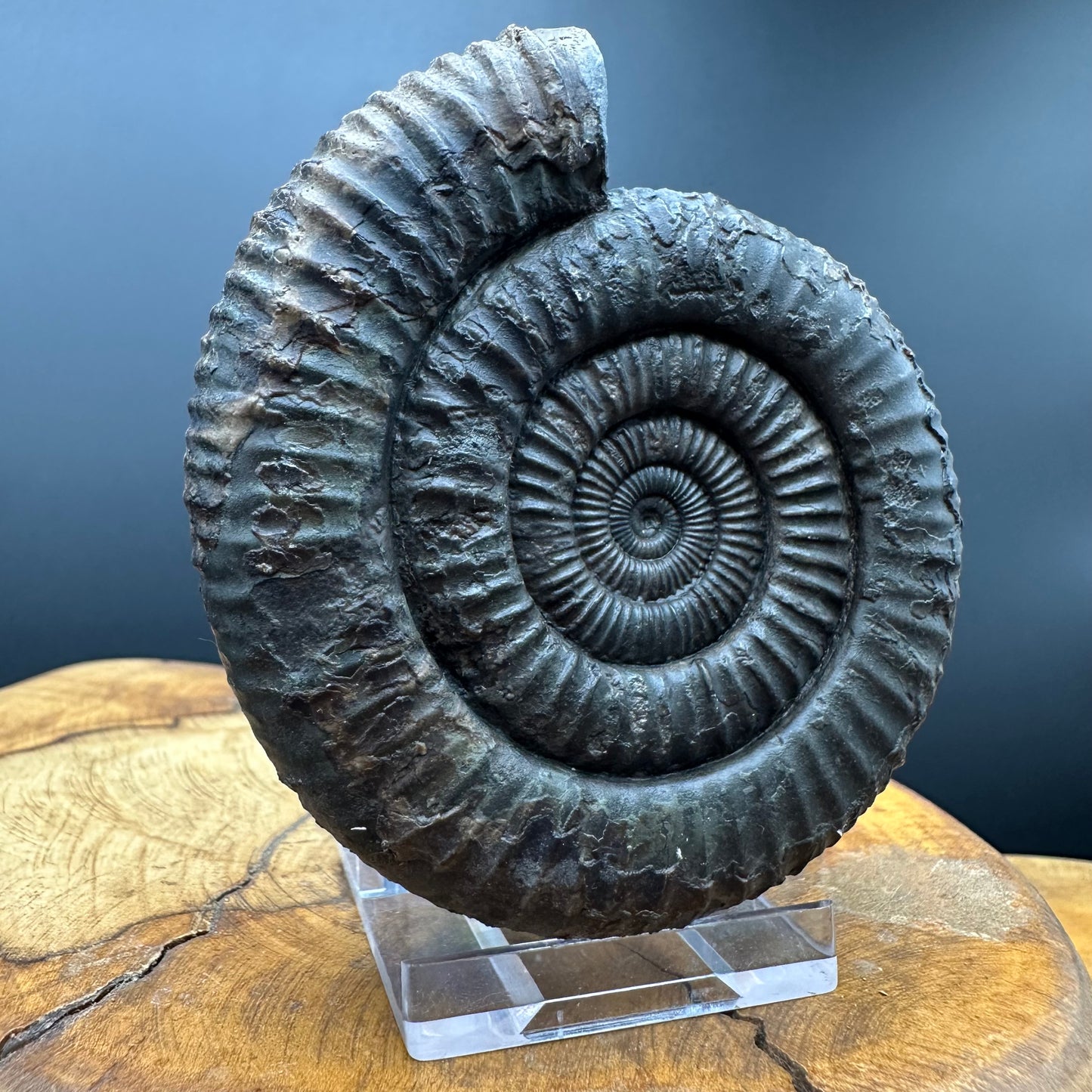 Dactylioceras Ammonite Fossil With box and Stand - Whitby, North Yorkshire Jurassic Coast Yorkshire Fossils