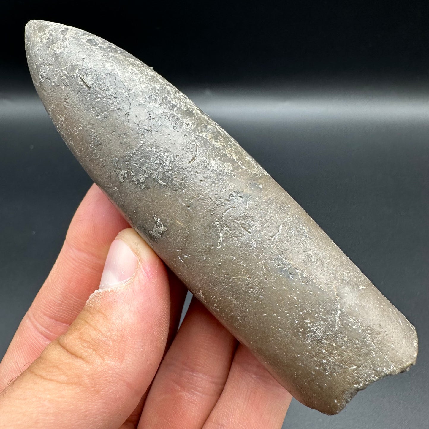 Belemnite (Fossil Squid) shell fossil with box and stand - Whitby, North Yorkshire Jurassic Coast Yorkshire Fossils