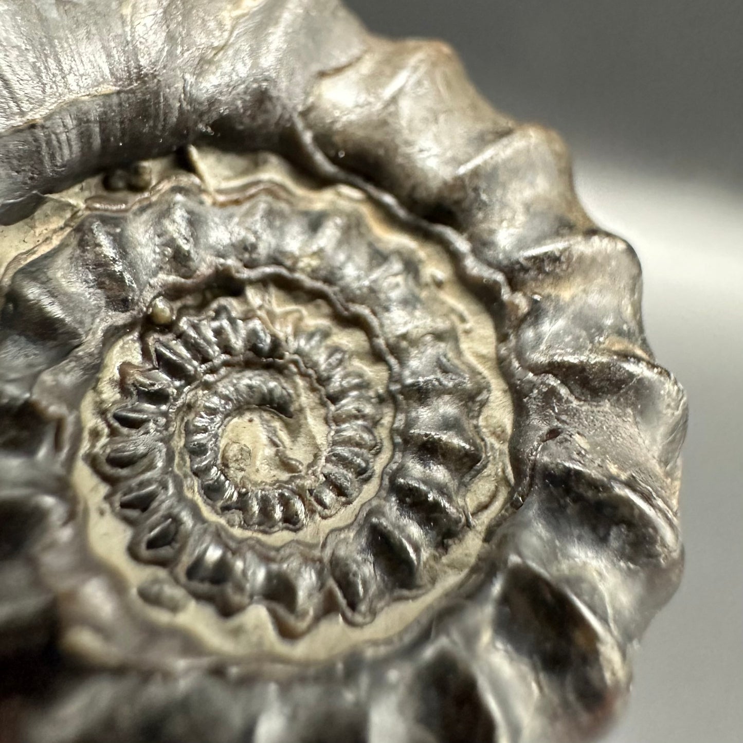 Gagaticeras Ammonite fossil with box and stand - Whitby, North Yorkshire Jurassic Coast Yorkshire Fossils