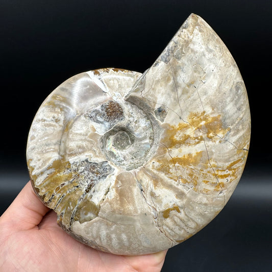 Cleoniceras Ammonite Fossil With Stand - Cretaceous Ammonite Madagascar