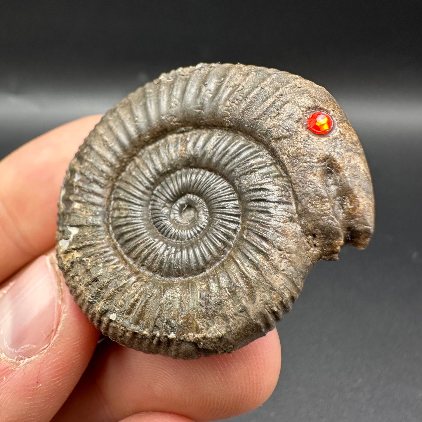 Snakestone Ammonite Fossil With Bag/Box And Stand - Whitby, North Yorkshire Jurassic Coast Yorkshire Fossils