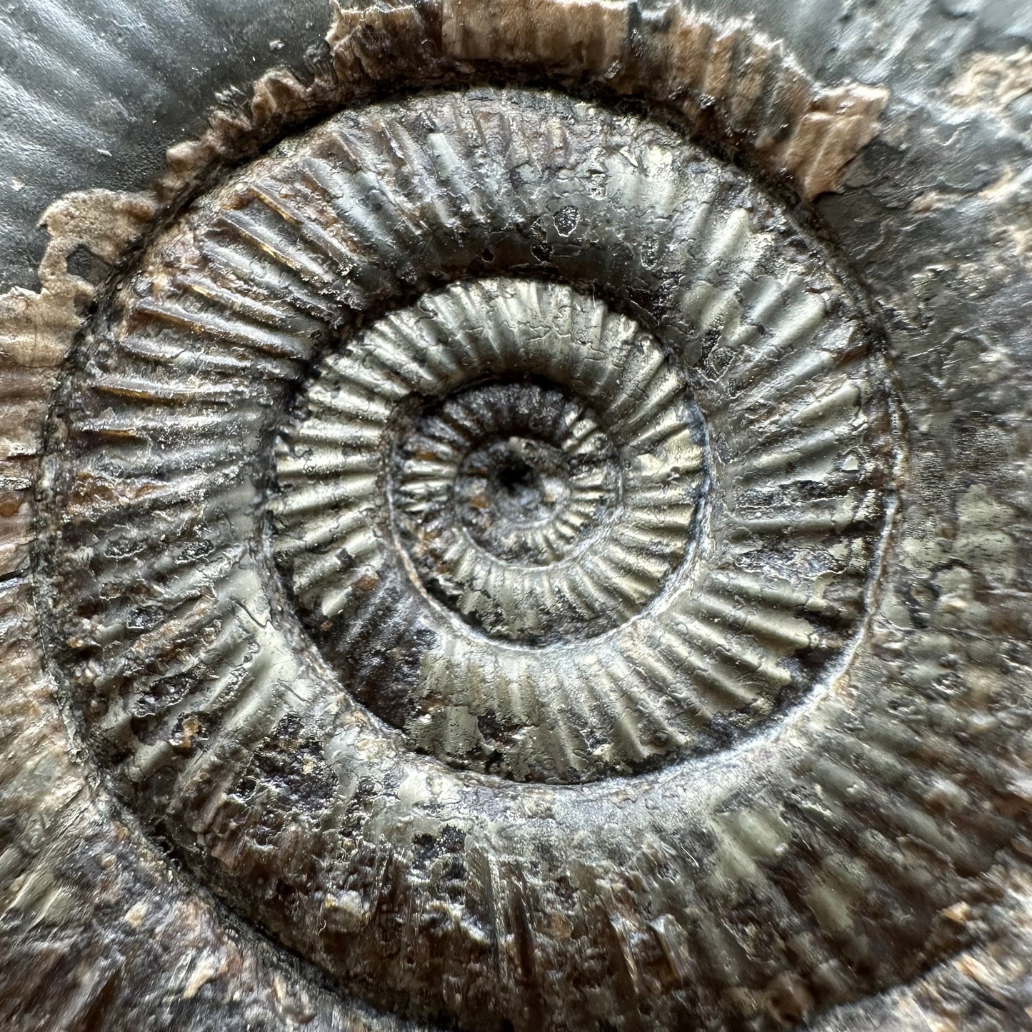 Dactylioceras semicelatum Ammonite fossil with stand - Whitby, North Yorkshire Jurassic Coast Yorkshire Fossils
