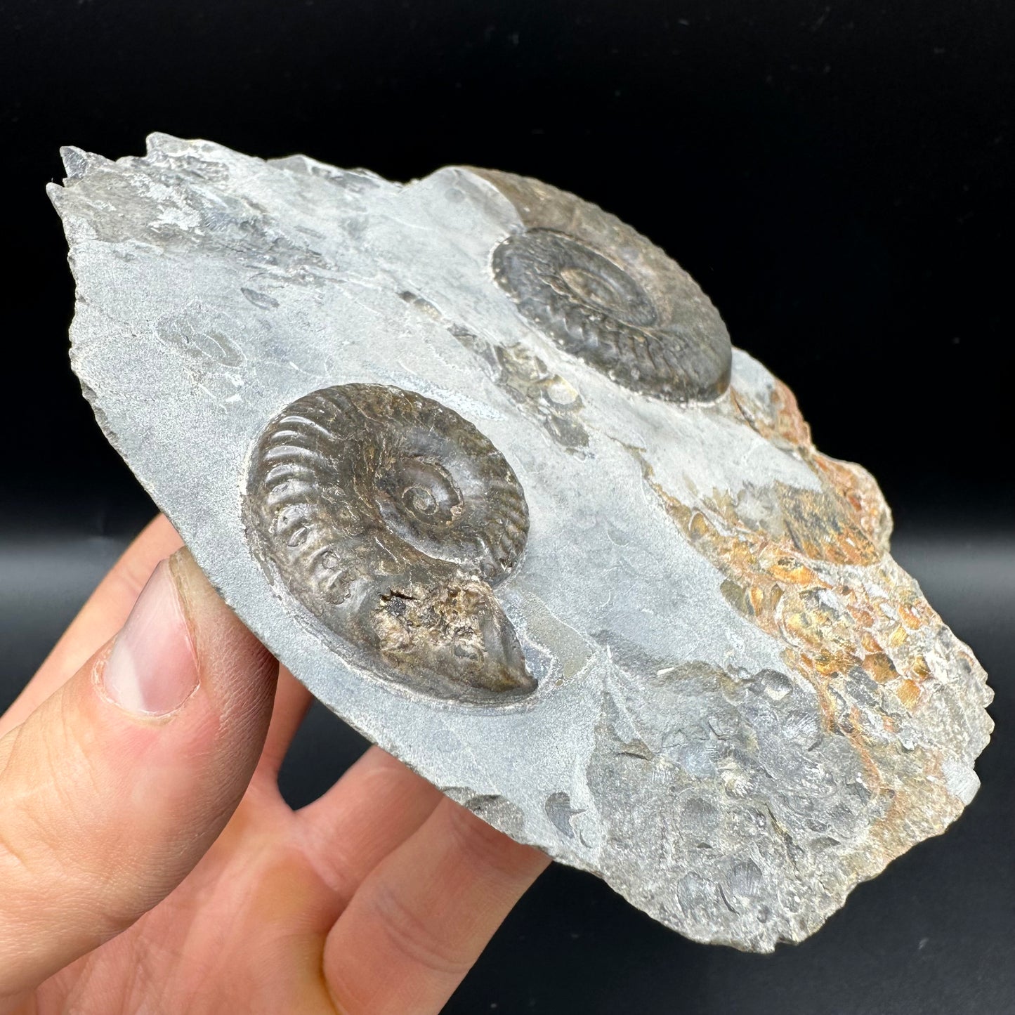 Grammoceras thoaurense Ammonite shell fossil - Whitby, North Yorkshire, Yorkshire Fossils from the Jurassic Coast