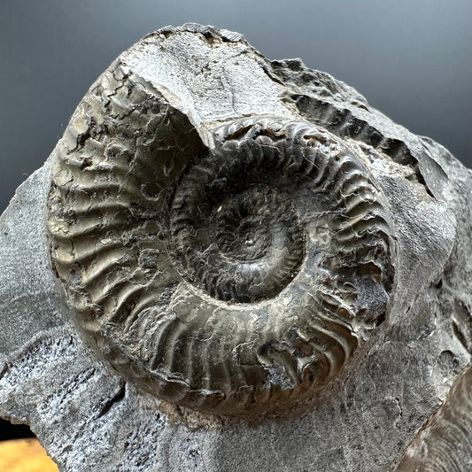 Grammoceras thoaurense Ammonite shell fossil with box and stand - Whitby, North Yorkshire, Yorkshire Fossils from the Jurassic Coast