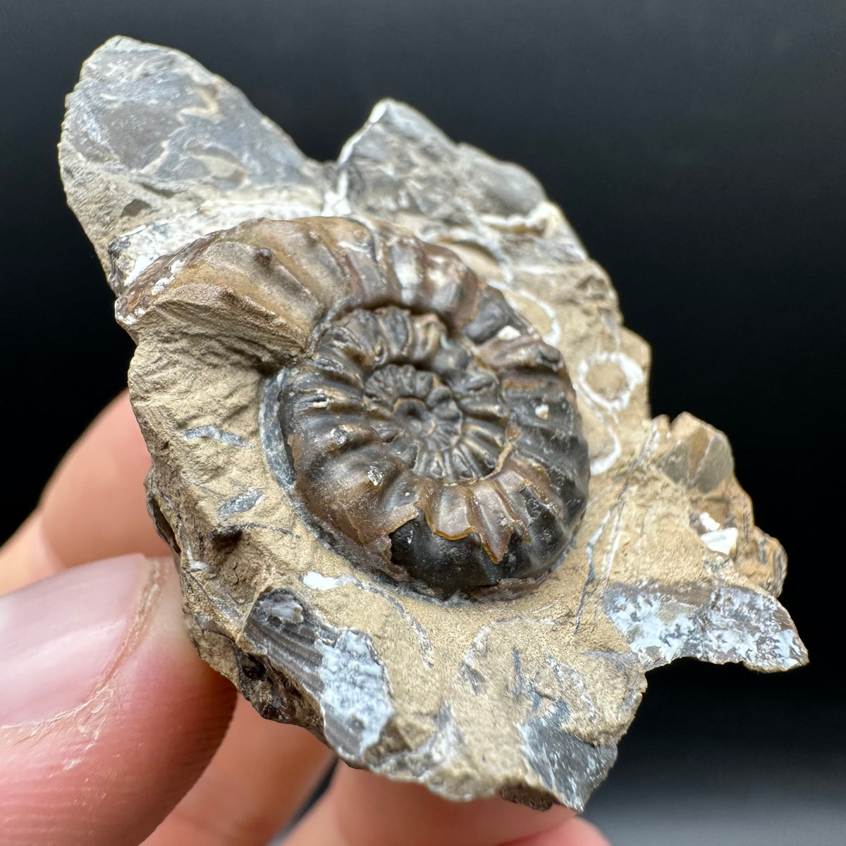 Amaltheus subnodosus Ammonite fossil with stand - Whitby, North Yorkshire Jurassic Coast Yorkshire Fossils