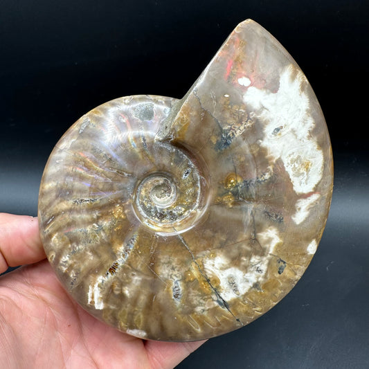 Cleoniceras Ammonite Fossil With Stand - Cretaceous Ammonite Madagascar