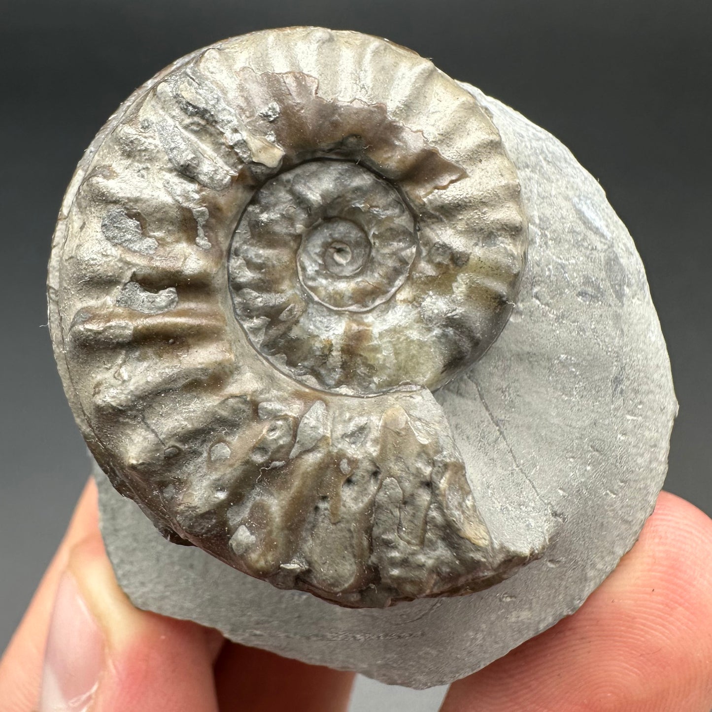 Agassiceras shell fossil with box and stand - Whitby, North Yorkshire Jurassic Coast Yorkshire Fossils