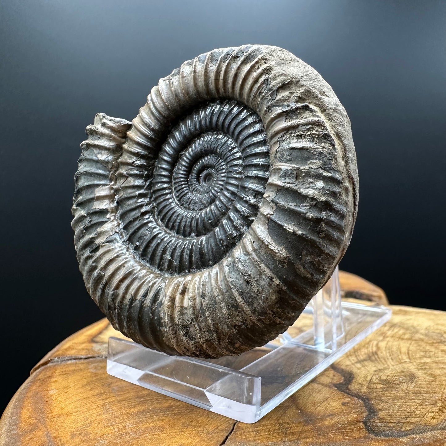 Dactylioceras Ammonite Fossil With box and Stand - Whitby, North Yorkshire Jurassic Coast Yorkshire Fossils