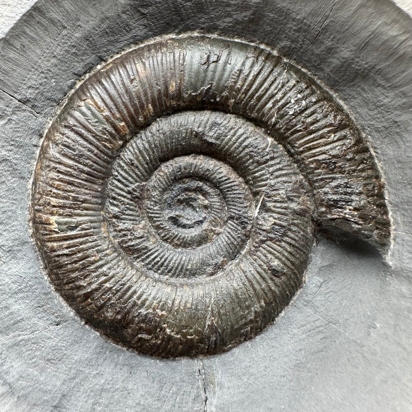 Dactylioceras tenuicostatum Ammonite fossil with box and stand - Whitby, North Yorkshire Jurassic Coast