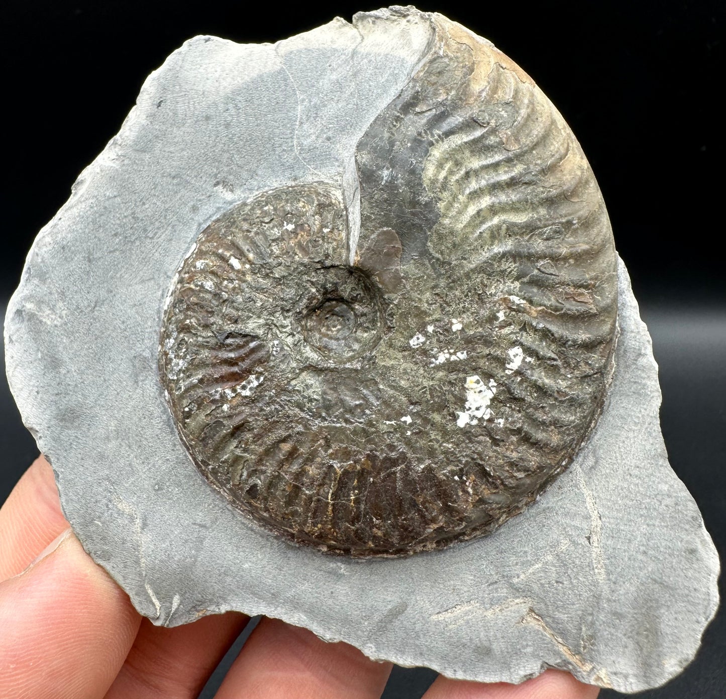 Pseudolioceras lythense Ammonite fossil with box and stand - Whitby, North Yorkshire, Yorkshire Fossils on the Jurassic Coast