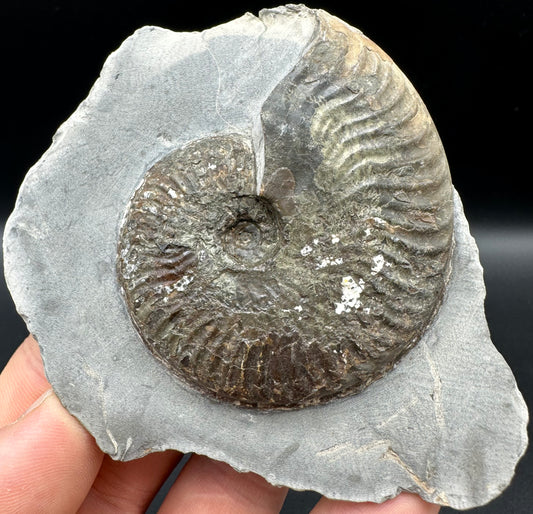 Pseudolioceras lythense Ammonite fossil with box and stand - Whitby, North Yorkshire, Yorkshire Fossils on the Jurassic Coast