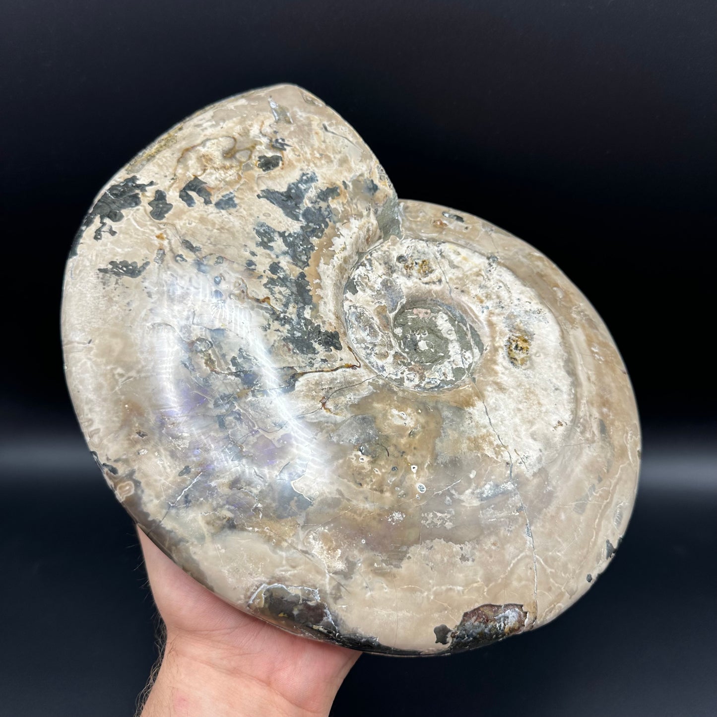 Cleoniceras Ammonite Fossil With Stand - Cretaceous Ammonite Madagascar