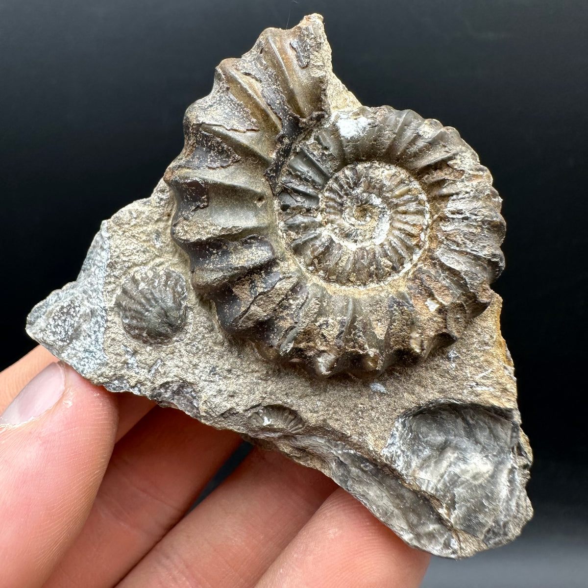 Androgynoceras capricornus Ammonite Fossil With Stand - Whitby, North Yorkshire Jurassic Coast Yorkshire Fossils