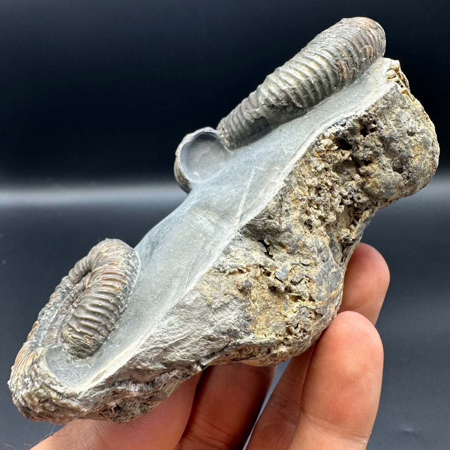 Dactylioceras Ammonite Fossil With Stand - Whitby, North Yorkshire Jurassic Coast Yorkshire Fossils