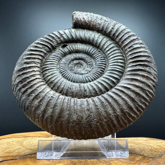 Dactylioceras Ammonite Fossil With box and Stand - Whitby, North Yorkshire Jurassic Coast Yorkshire Fossils