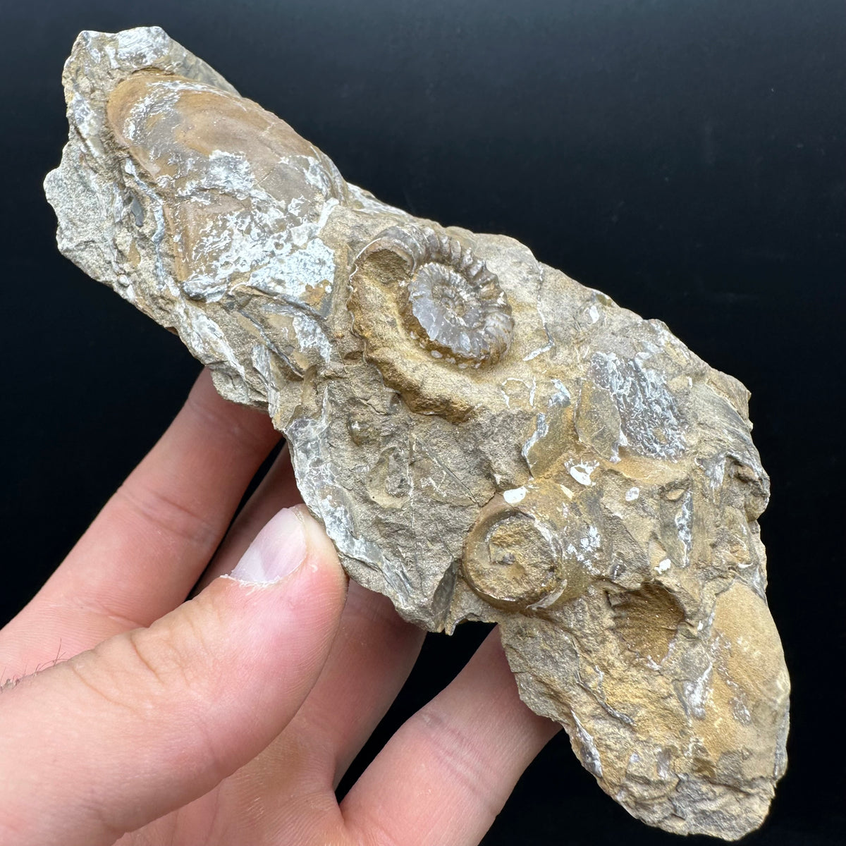 Androgynoceras capricornus Ammonite Fossil With Stand - Whitby, North Yorkshire Jurassic Coast Yorkshire Fossils